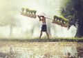 Padi Mutasi Nuklir Sulawesi Utara Disebut Sebagai Padi Terbaik. Apa Sebabnya?