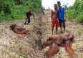 Orangutan Dibantai dan Dimasak di Area Perkebunan Sawit Kalimantan