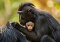 Tiongkok Laporkan Korban Pertama yang Meninggal karena Virus Monkey B