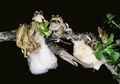 Seks Berbusa Ala Katak Pohon Grey Foam-Nest