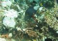 Terumbu Karang Raja Ampat Ditabrak, Pemerintah Indonesia Gugat Pemilik Kapal MV Caledonian Sky