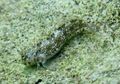 Alasan Evolusi di Balik Ikan yang Hidup di Darat