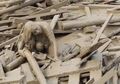Penyelamatan Diri Dramatis Seorang Perempuan dari Banjir Lumpur di Peru