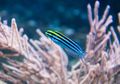Racun Ikan Fangblenny Berpotensi Jadi Obat Anti Nyeri