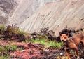 Dianggap Punah, Anjing Liar Dataran Tinggi Papua Kembali Ditemukan