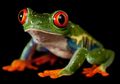 Foto-foto Menawan Katak nan Rentan