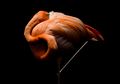Flamingo Misterius dan Penyendiri Muncul di Kota Besar