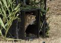 Kesalahan Fatal, Penjaga Kebun Binatang Diserang Harimau Sumatra