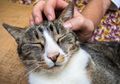 Bagaimana Peneliti Bisa Mendeteksi Virus Corona Pada Kucing?
