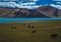 Keelokan Padang Sabana Tibet