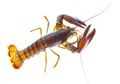 Cara Unik Lobster "Kencan" dengan Pasangannya