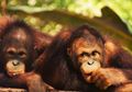 Seperti Manusia, Orangutan Juga Dapat Berkomunikasi Tentang Masa Lalu
