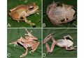 Empat Spesies Katak Baru dari Genus <i>Philautus</i> Ditemukan di Sumatra