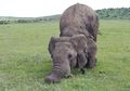Ingin “Berbicara” Ala Gajah? Jelajahi Situs Terbaru Ini