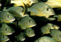 Perubahan Iklim Sebabkan Ikan-ikan di Laut Semakin Kecil