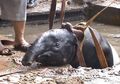 Kabur dari Kebun Binatang, Seekor Tapir Terjebak di Kolam Istana Bung Hatta