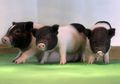 Babi Bebas Retrovirus Bisa Bantu Transplantasi Organ Hewan ke Manusia