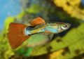 Bukan Cuma Manusia, Ikan Guppy Juga Punya Kepribadian yang Kompleks