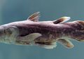 Madagaskar Mungkin Jadi Benteng Rahasia bagi 'Fosil Hidup' Coelacanth