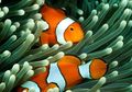 Laut yang Menghangat Membuat Nemo Makin Sulit Ditemukan