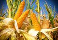 Cegah Kanker dan Turunkan Risiko Sakit Jantung, Berikut Manfaat Jagung