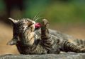 Kemandirian Kucing Sebabkan Mereka Lebih Apatis daripada Anjing