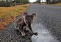 Australia Menjadi Salah Satu Penyebab Hilangnya 50 Persen Keanekaragaman Hayati di Dunia