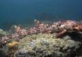 Hiu Berjalan dan Puluhan Spesies Baru Lainnya Ditemukan di Laut Papua