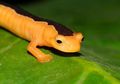 Hilang Sejak 1975, Spesies Salamander Legendaris Kembali Ditemukan