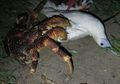 Aneh dan Mengerikan. Kepiting ini Menyerang Burung dan Memakannya