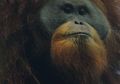 Akhir November, Presiden Jokowi Bakal Tengok Orangutan Tapanuli. Apa Persiapannya?