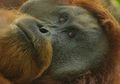 Fakta-Fakta Ini Bikin Kita Prihatin Pada Nasib Orangutan Tapanuli