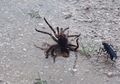 Anak Usia 9 Tahun "Temukan" Pertarungan Sengit Antara Tawon dan Tarantula