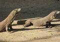 Jual Komodo dengan Harga Setengah Miliar Per Ekor, Jaringan Penyelundup Hewan Langka Diciduk Polisi