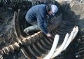 Fosil Sapi Laut Raksasa Tanpa Kepala Ditemukan di Kepulauan Rusia