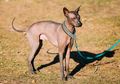 Xoloitzcuintli, Anjing Sahabat Bangsa Aztek dan Maya