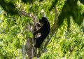 Studi: Hutan Berkarbon Tinggi Lebih Mendukung Kehidupan Mamalia yang Terancam Punah