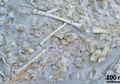 Ratusan Telur Pterosaurus Langka Ditemukan di Tiongkok