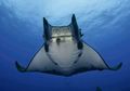 Pari Mobula Terancam Punah Akibat Penangkapan Berlebihan