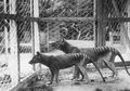 Misteri Kepunahan Harimau Tasmania Terungkap