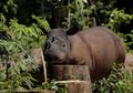 Perjuangan Badak Sumatera dalam Menghadapi Kepunahan Selama 10.000 Tahun