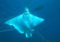 Menyedihkan, Lima Manta Terjerat Jaring Penghalau Ikan Hiu