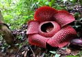 Rafflesia kemumu, Spesies Rafflesia Baru Dari Bengkulu