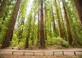 Menilik Pohon Tertinggi Seantero Bumi di Humboldt Redwoods State Park
