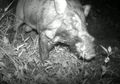 Babi "Terjelek" di Dunia Ditemukan di Indonesia