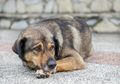 Dianggap Kejam, Korea Selatan Mulai Hentikan Tradisi Makan Daging Anjing