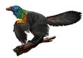 Caihong Juji, Dinosaurus Berbulu Pelangi Seperti Burung Kolibri