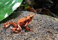 Demi Selamatkan Spesiesnya, 500 Katak Penangkaran Dilepasliarkan di Hutan Panama