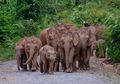 Ini Alasan Gajah Takut Pada Lebah