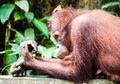 Akibat Penebangan dan Perburuan, 100 Ribu Orangutan Kalimantan Punah